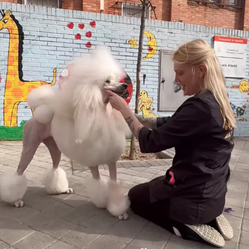 caniche-gigante