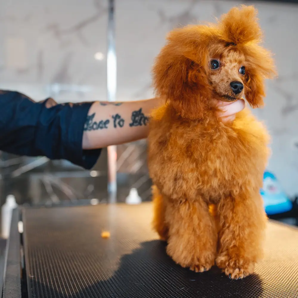 caniche-toy-marron