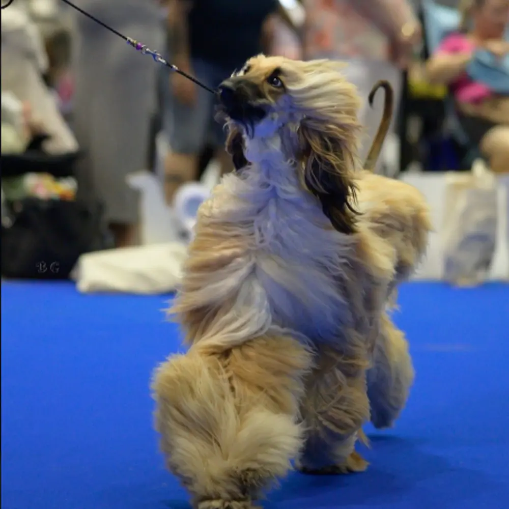 handler-perros-competicion