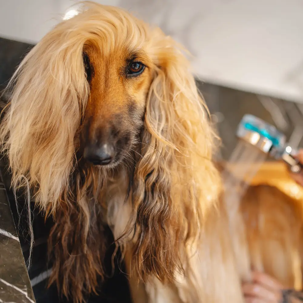 peluqueria-canina-en-gijon
