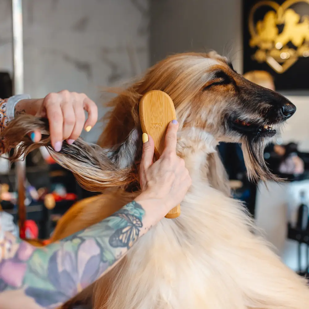 peluqueria-canina-en-gijon