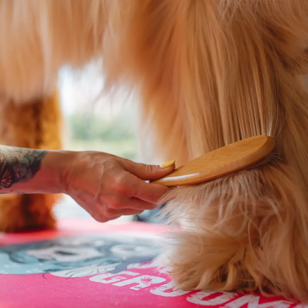 peluqueria-canina-tratamientos-en-gijon