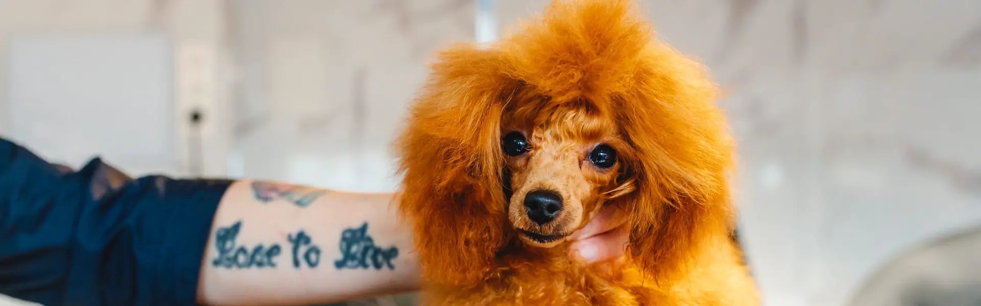 peluqueria-perros-gijon