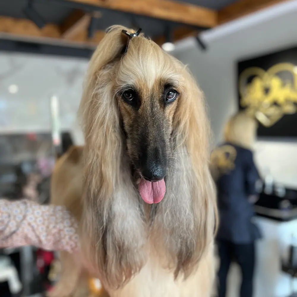 mia